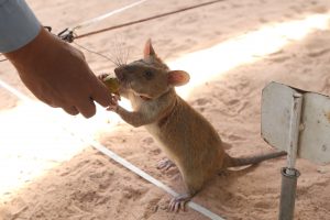 Rotte som får belønning. Foto: Shutterstock