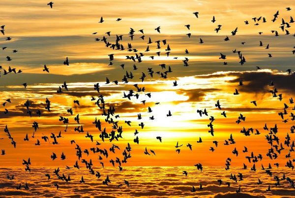 Trekkfugler i solnedgang