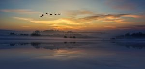 Trekkfugler i solnedgang