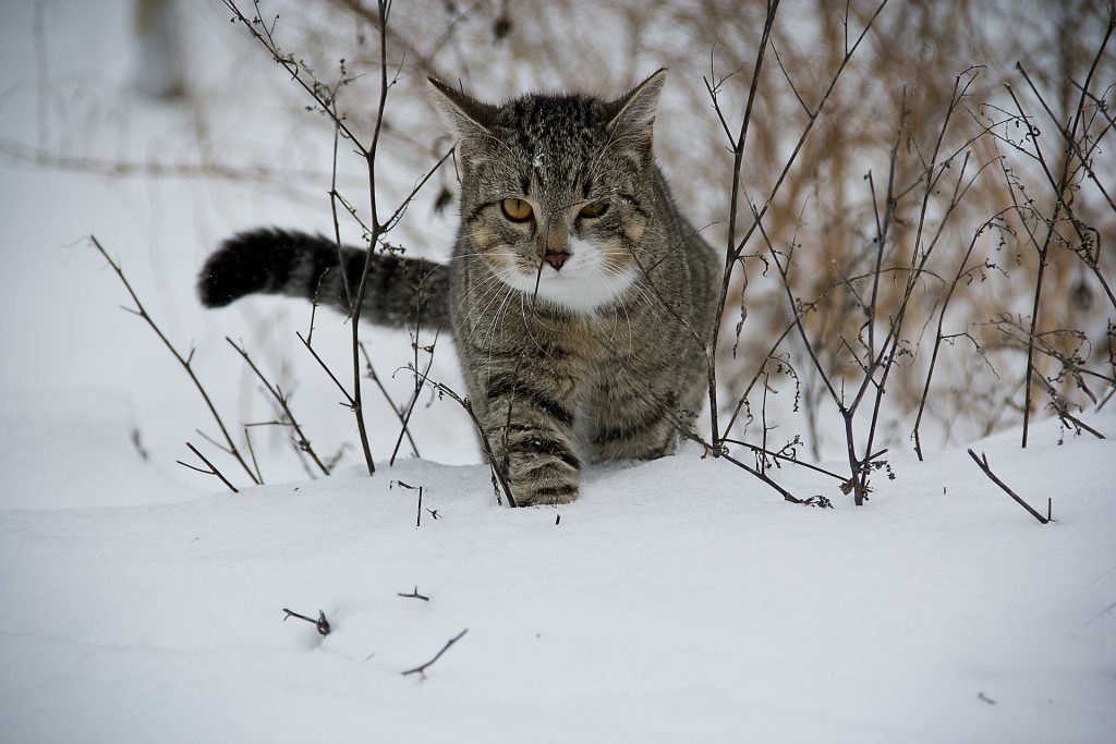 katt i snøen