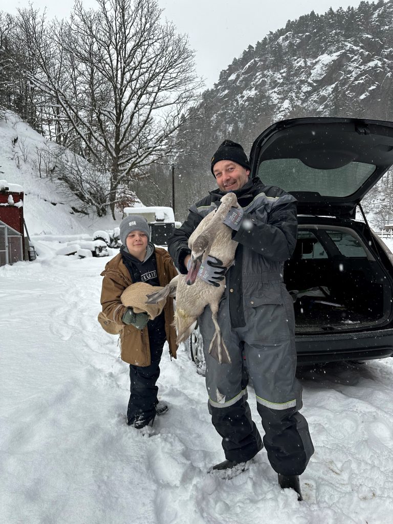 svane reddet av dyrebeskyttelsen norge flekkefjord